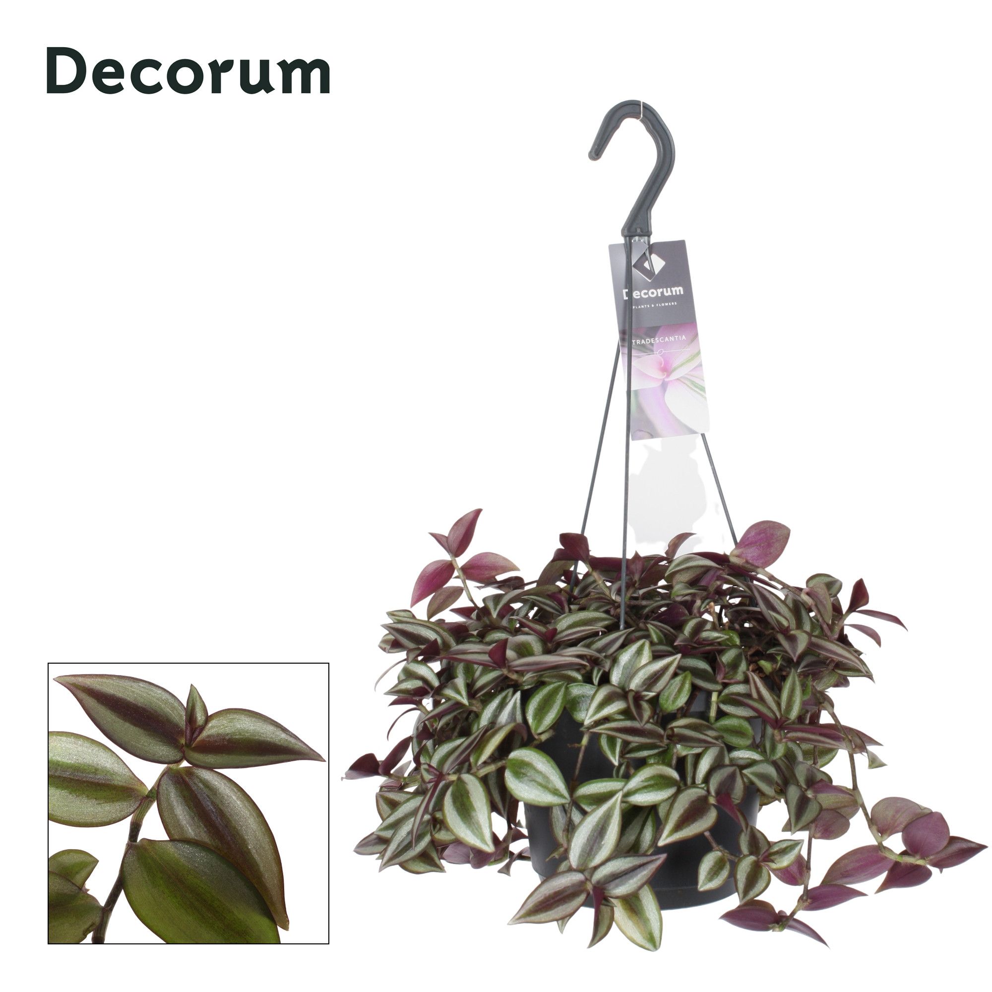 Горшечные цветы и растения оптом Tradescantia Zebrina Purpusii от 5шт из Голландии с доставкой по России