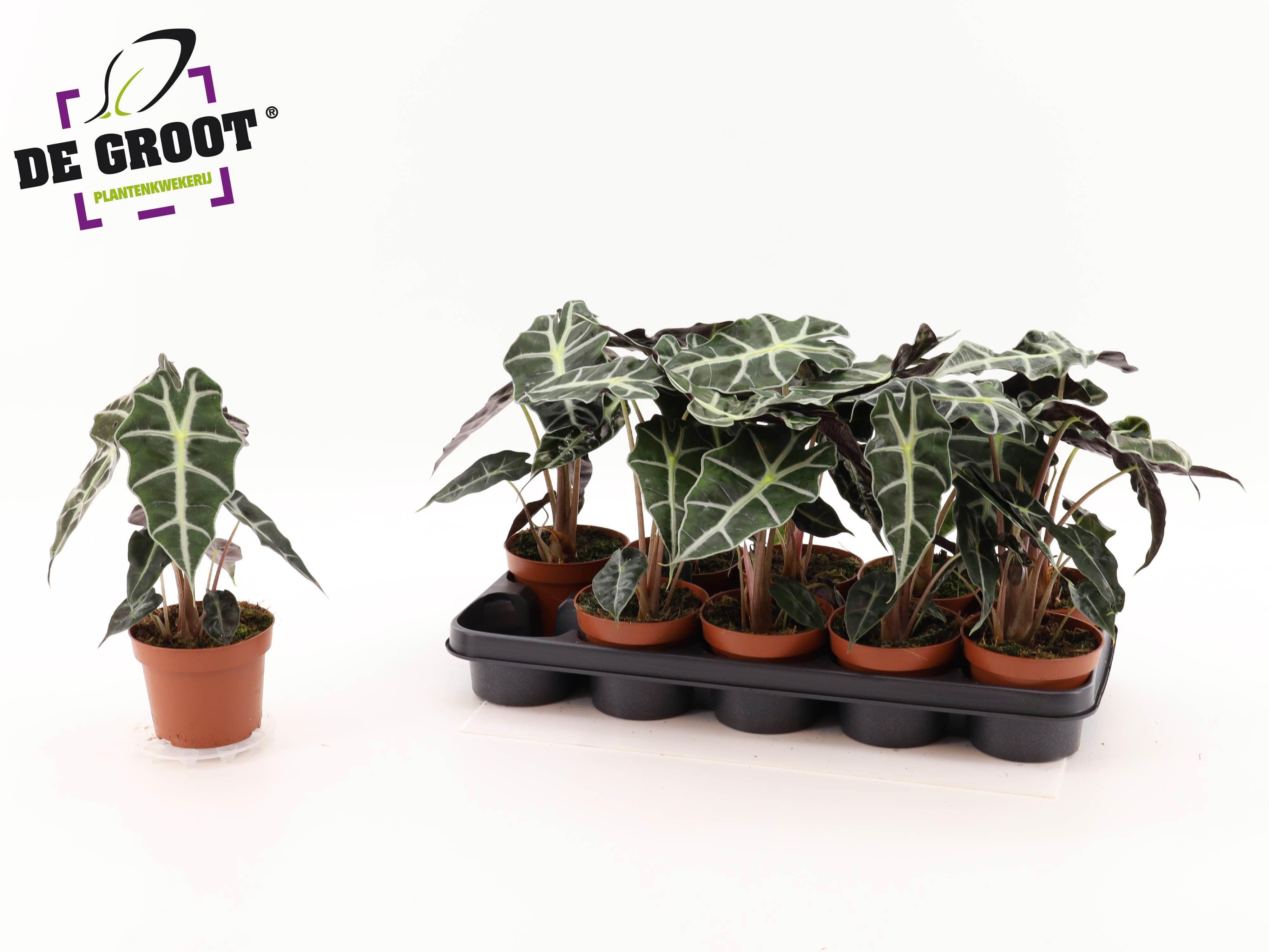 Горшечные цветы и растения оптом Aloc Polly от 10шт (для телеги) из Голландии с доставкой по России