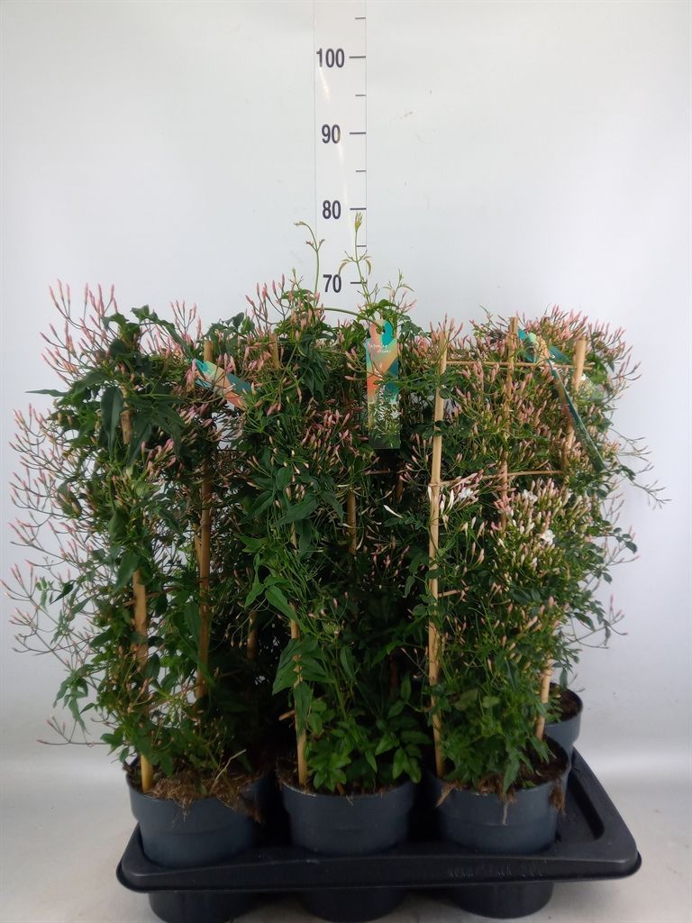 Горшечные цветы и растения оптом Jasminum Polyanthum от 6шт из Голландии с доставкой по России