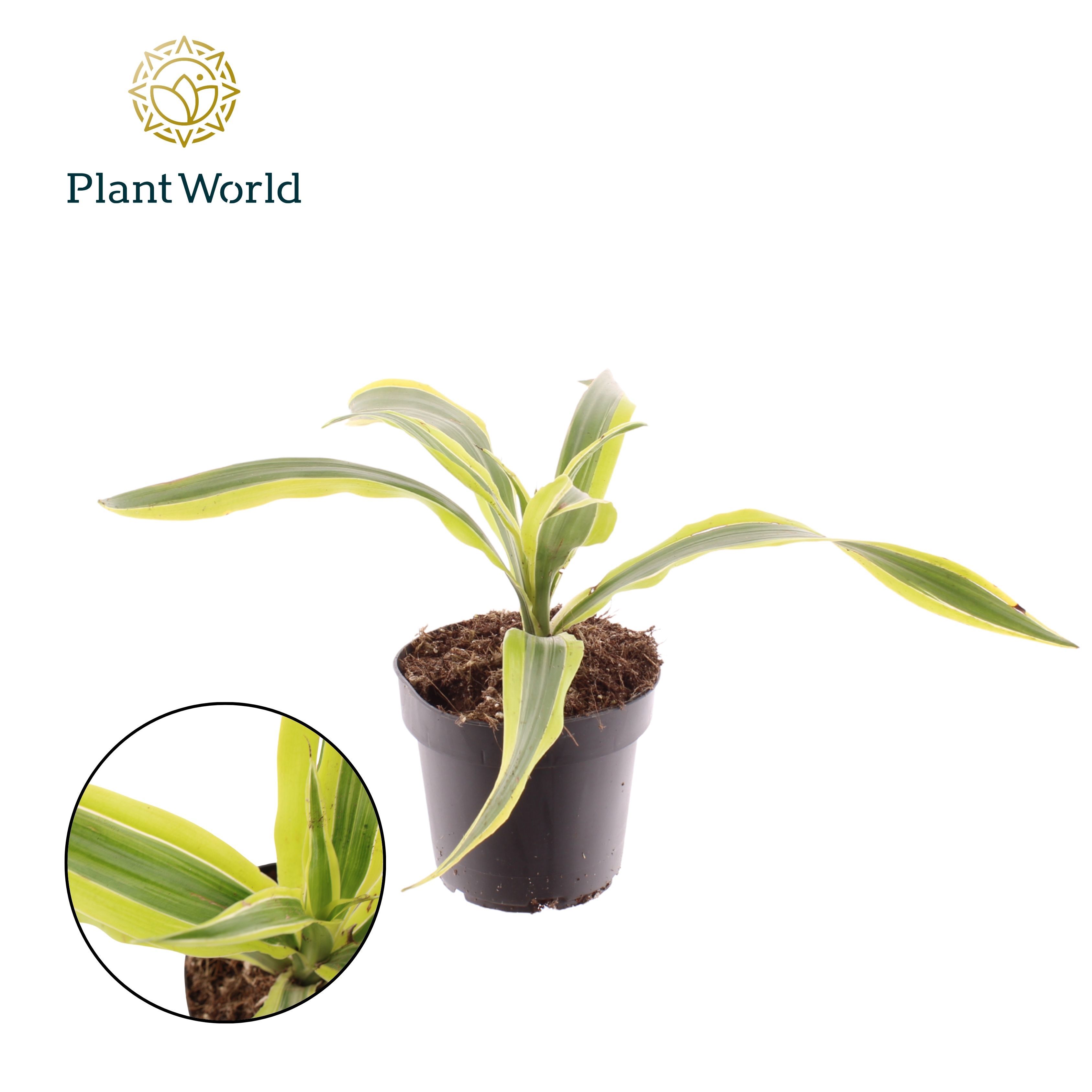 Горшечные цветы и растения оптом Dracaena Fragrans Lemon Lime от 10шт из Голландии с доставкой по России