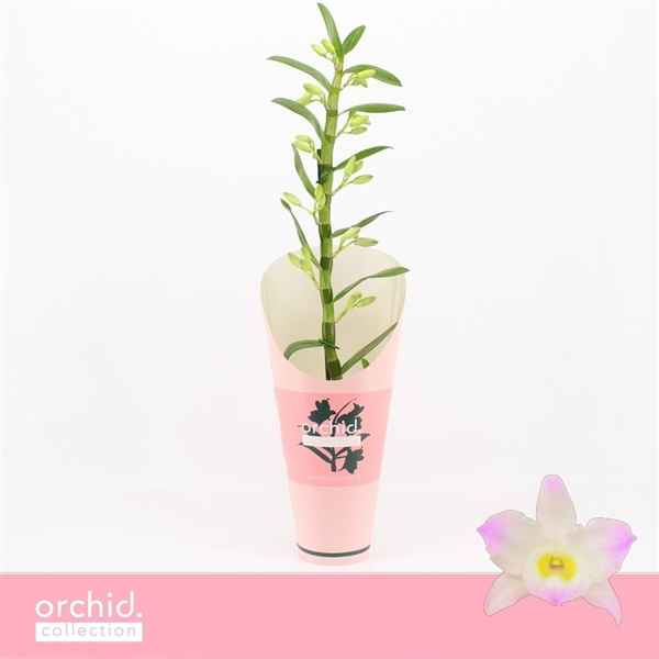 Горшечные цветы и растения оптом Den Nob 1st Kumiko Orchid Collection от 6шт из Голландии с доставкой по России