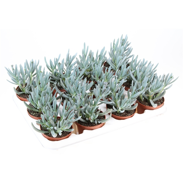 Горшечные цветы и растения оптом Senecio Kleinia от 12шт (для телеги) из Голландии с доставкой по России