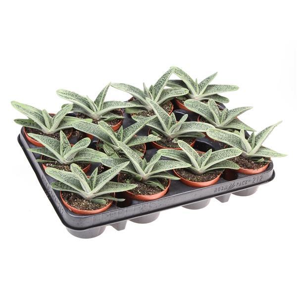 Горшечные цветы и растения оптом Gasteria Little Warty от 12шт (для телеги) из Голландии с доставкой по России