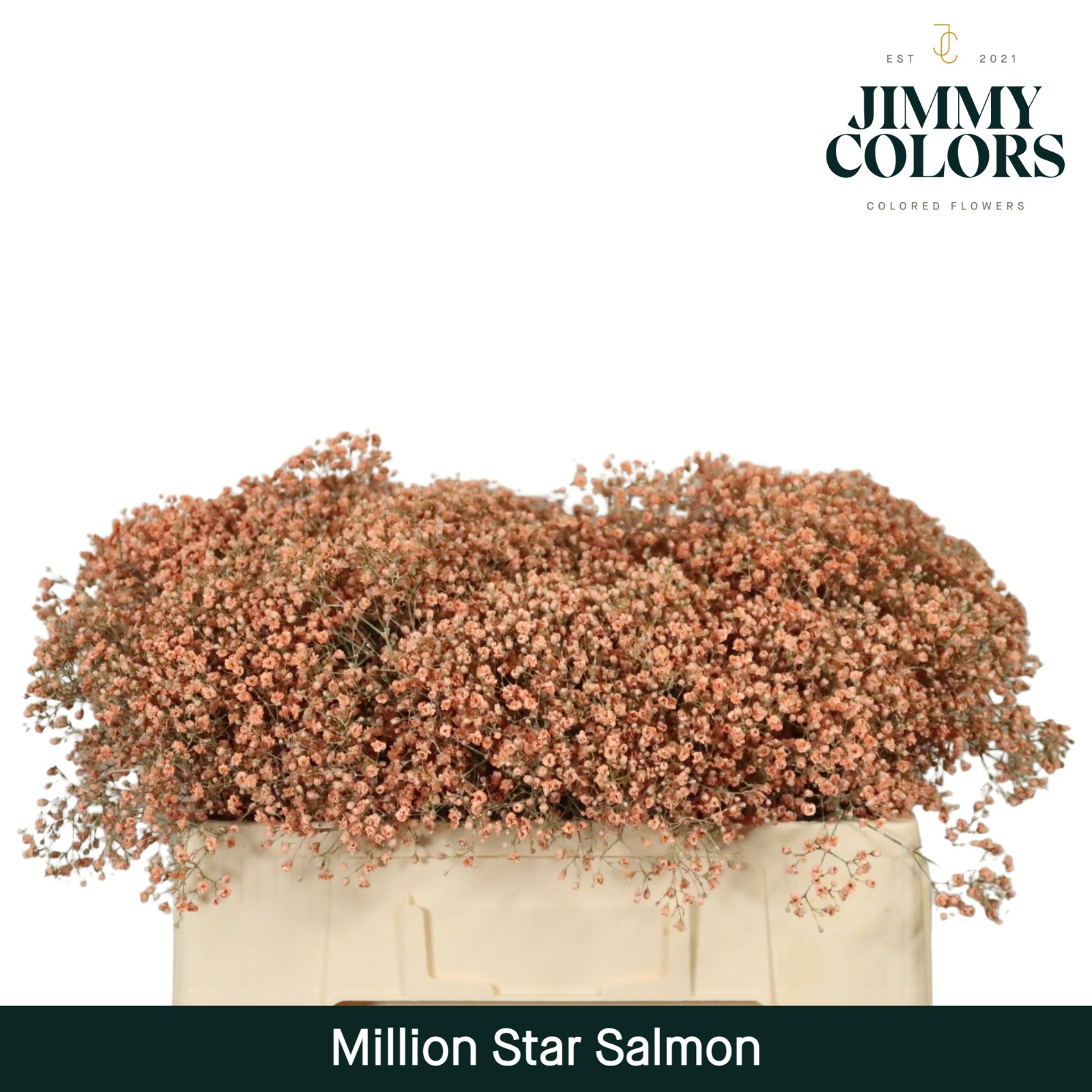 Срезанные цветы оптом Gyps fine paint salmon от 100шт из Голландии с доставкой по России