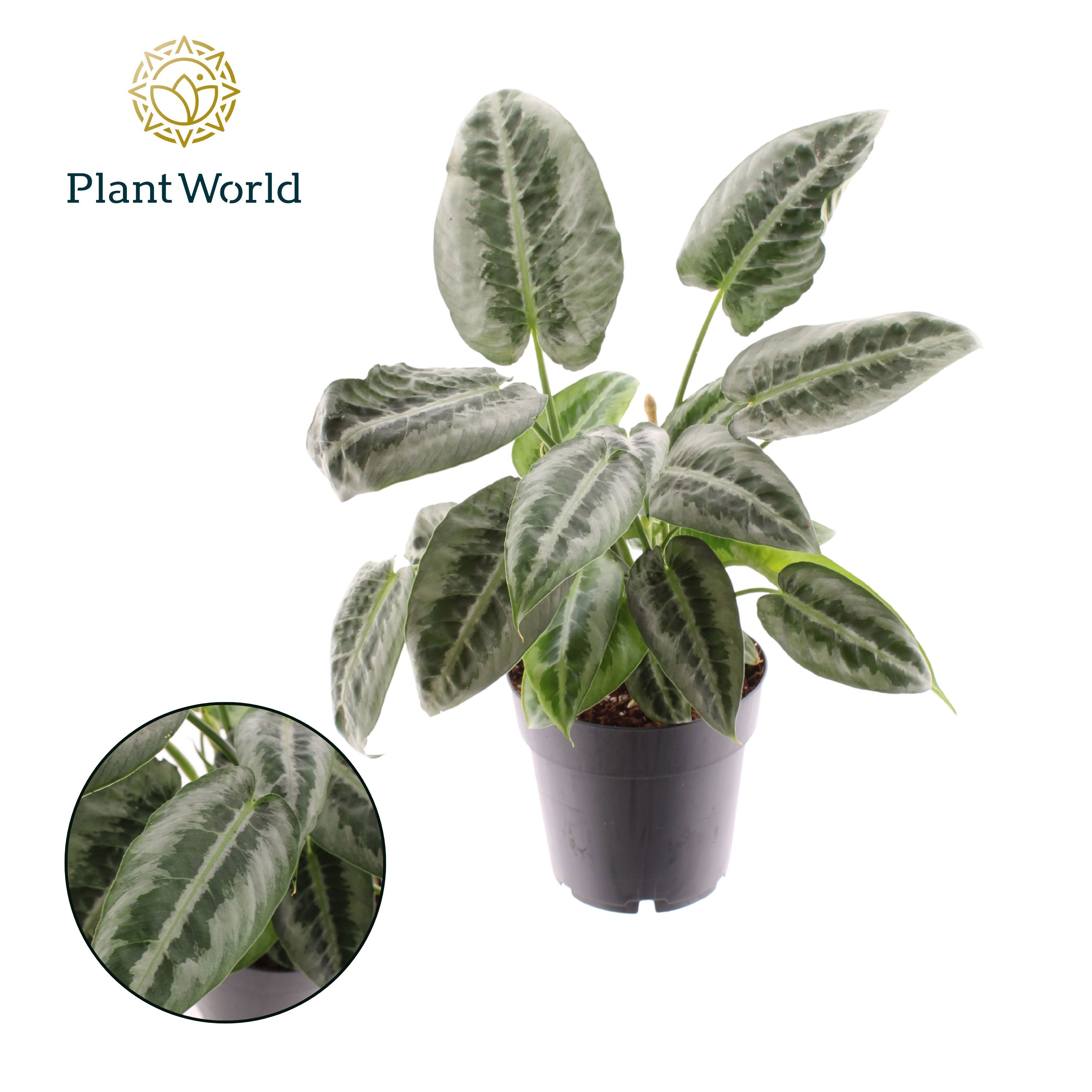 Горшечные цветы и растения оптом Schismatoglottus Mottleyana от 7шт из Голландии с доставкой по России