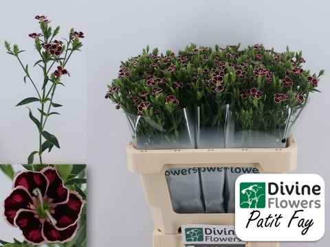 Срезанные цветы оптом Dianthus sp raffine petit faye от 60шт из Голландии с доставкой по России