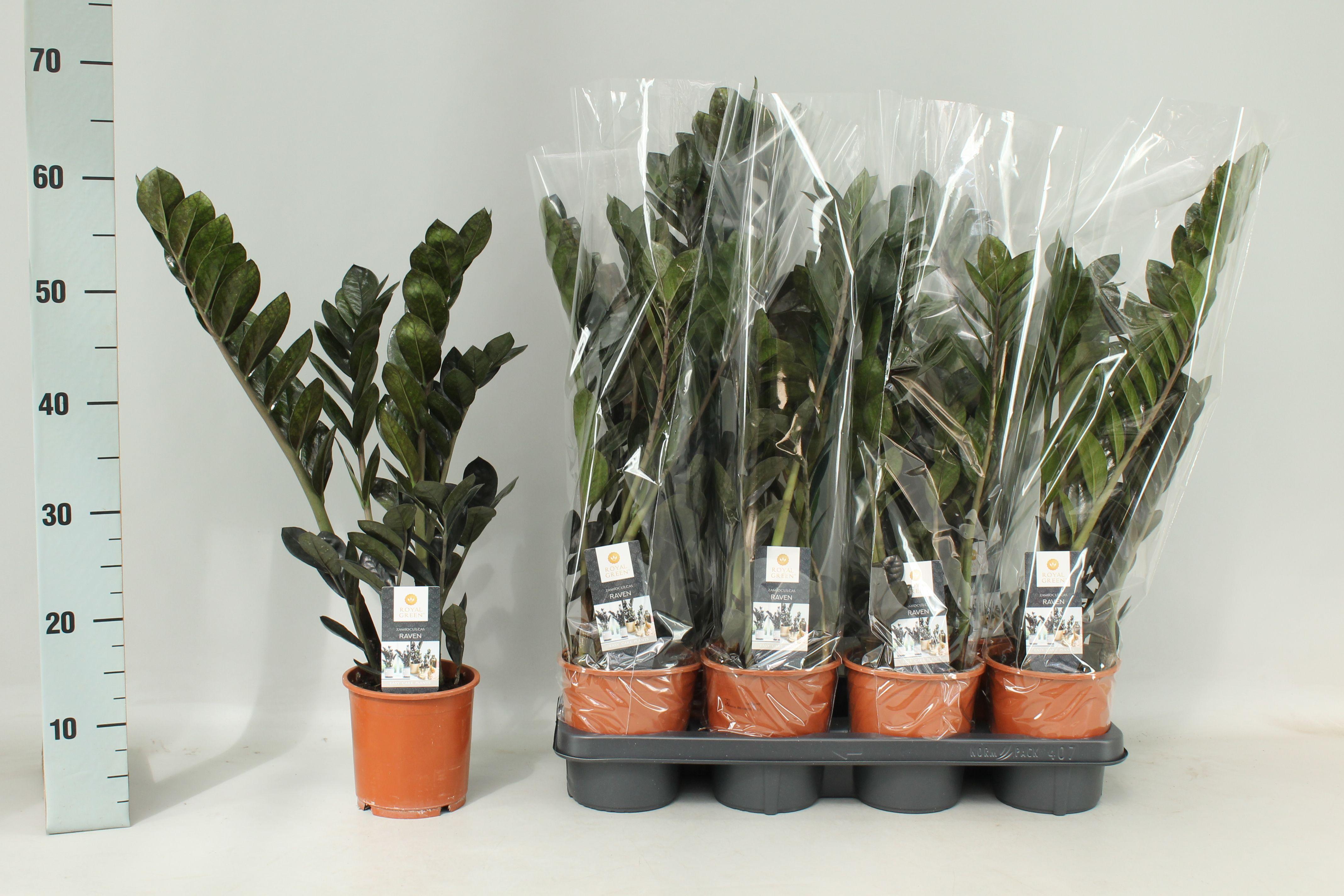 Горшечные цветы и растения оптом Zamio Raven от 7шт из Голландии с доставкой по России