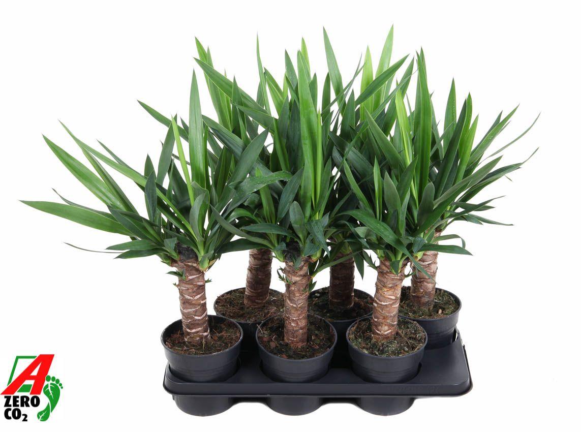 Горшечные цветы и растения оптом Yucca 30cm Stam 2+ от 6шт из Голландии с доставкой по России