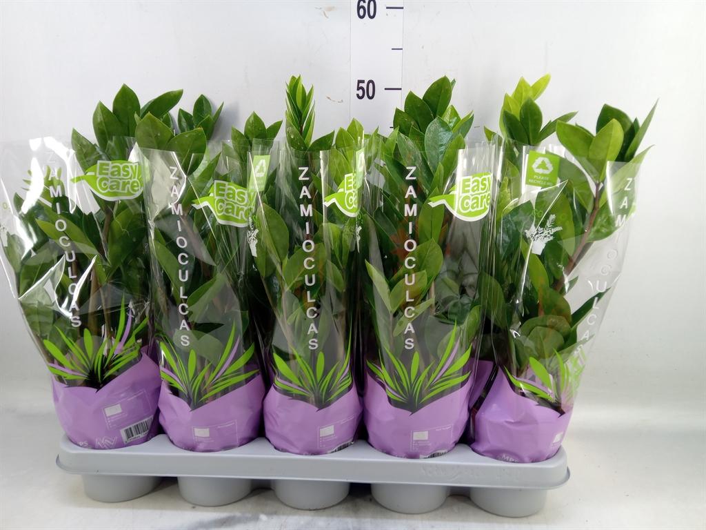 Горшечные цветы и растения оптом Zamioculcas Zamiifolia от 10шт из Голландии с доставкой по России