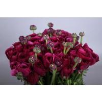 Срезанные цветы оптом Ranunculus elegance violet от 100шт. из Голландии с доставкой по России