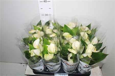 Горшечные цветы и растения оптом Anthu An Elido 4+ от 12шт из Голландии с доставкой по России