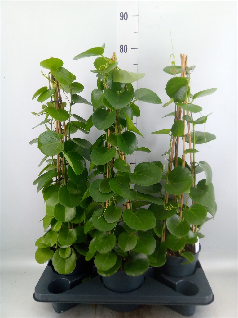 Горшечные цветы и растения оптом Cissus Rotundifolia от 3шт из Голландии с доставкой по России