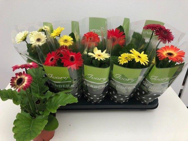 Горшечные цветы и растения оптом Ger Ivory Gemengd от 10шт (для телеги) из Голландии с доставкой по России