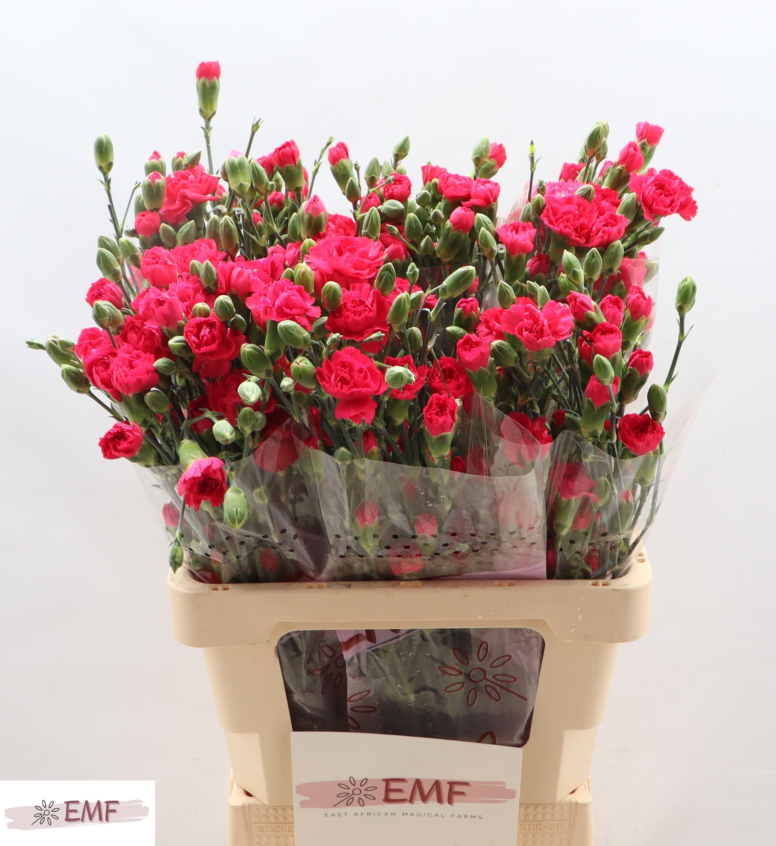 Срезанные цветы оптом Dianthus sp cherry blossom+ от 60шт из Голландии с доставкой по России