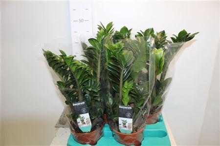 Горшечные цветы и растения оптом Zamioculcas Zenzi 4-5 от 4шт из Голландии с доставкой по России