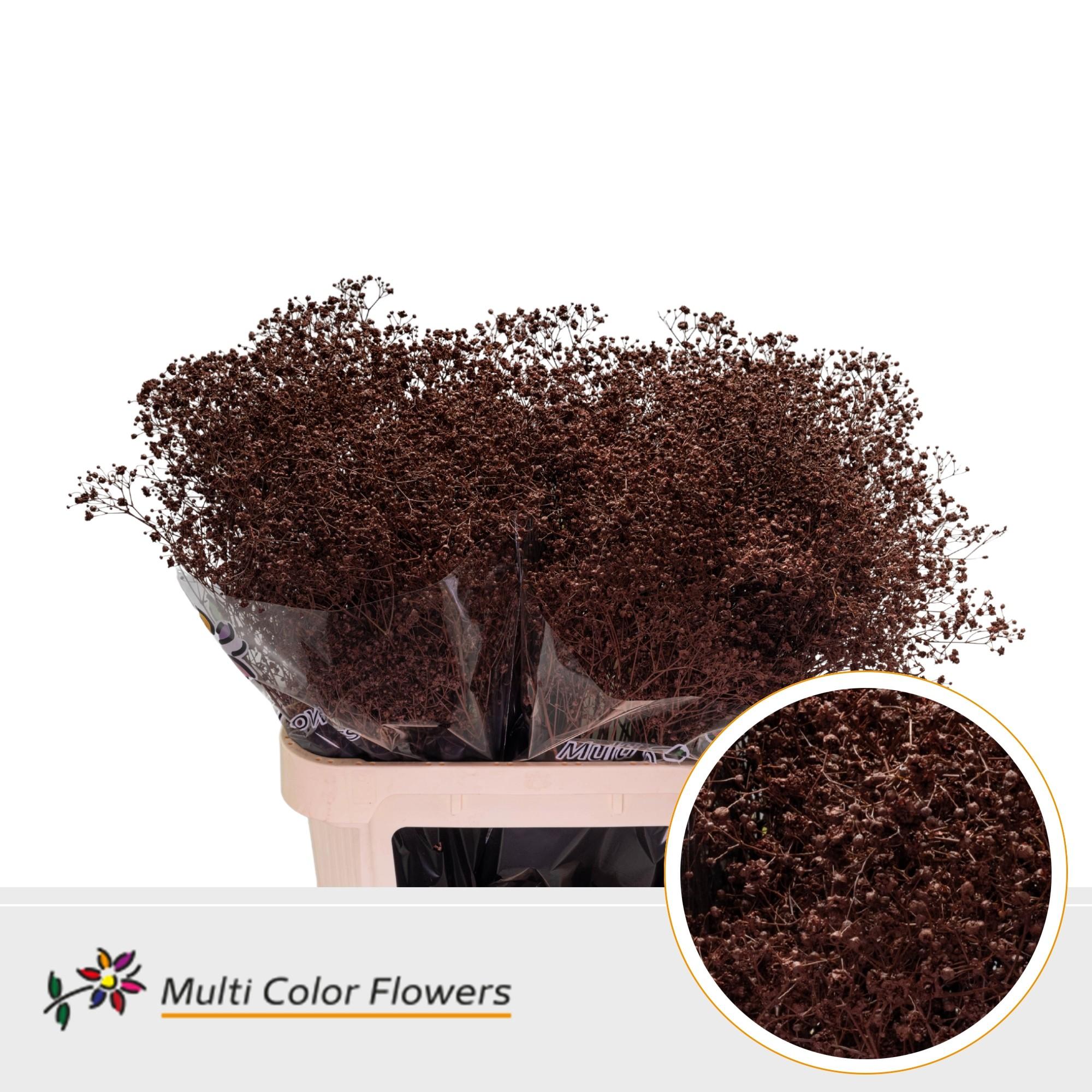 Срезанные цветы оптом Gyps large paint brown от 50шт из Голландии с доставкой по России