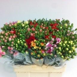 Срезанные цветы оптом Dianthus sp mix in bucket от 60шт из Голландии с доставкой по России