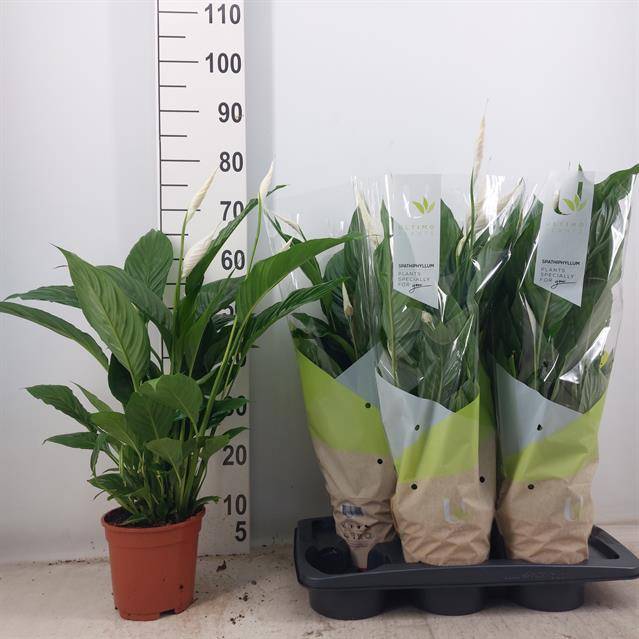 Горшечные цветы и растения оптом Spath Vivaldi от 6шт из Голландии с доставкой по России