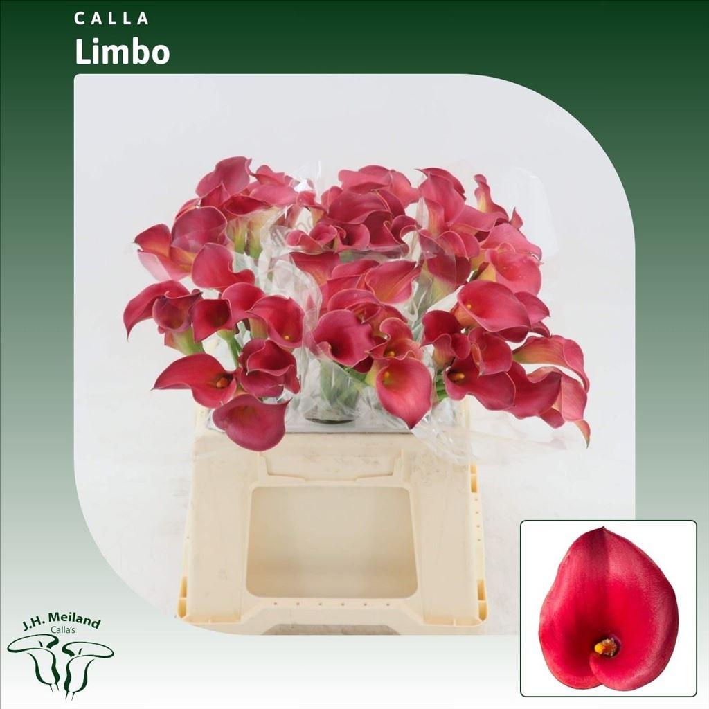 Срезанные цветы оптом Zantedeschia limbo от 60шт из Голландии с доставкой по России