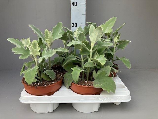 Горшечные цветы и растения оптом Kalanchoe Nf Beharensis от 4шт из Голландии с доставкой по России