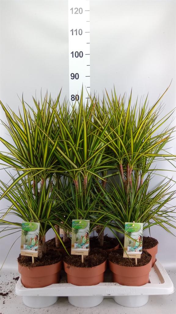 Горшечные цветы и растения оптом Dracaena Marg. sunray от 6шт из Голландии с доставкой по России