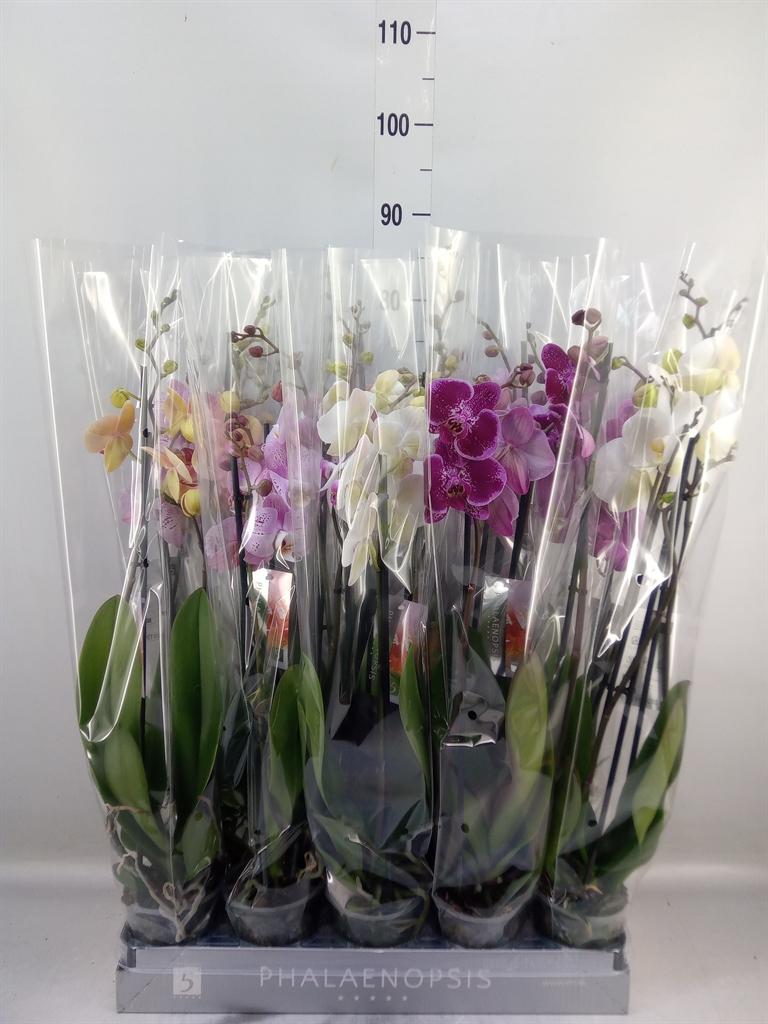 Горшечные цветы и растения оптом Phalaenopsis   ...mix  7 от 10шт из Голландии с доставкой по России