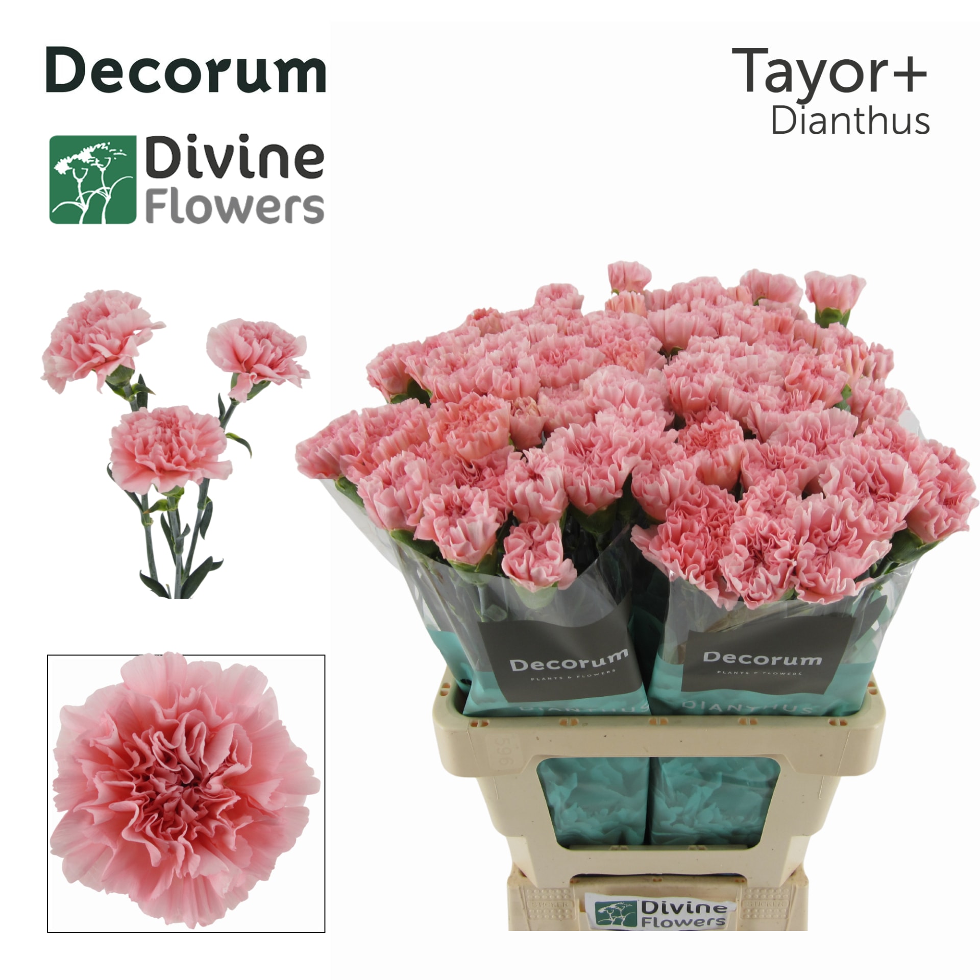 Срезанные цветы оптом Dianthus st taylor+ от 80шт из Голландии с доставкой по России