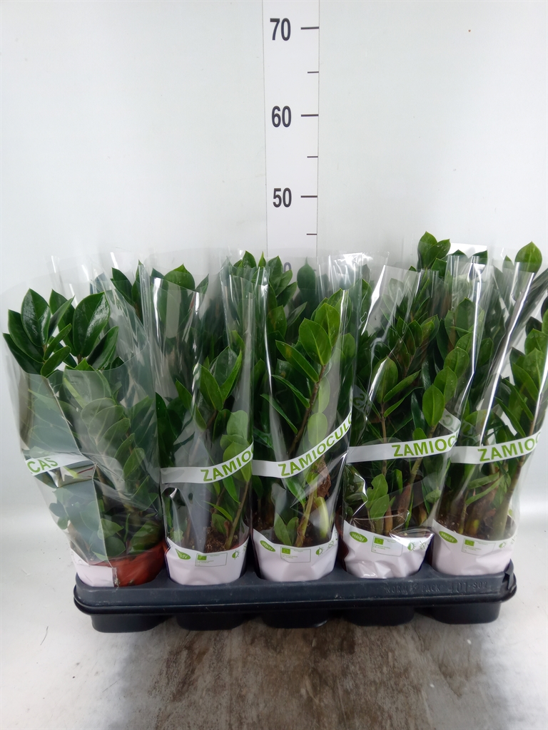 Горшечные цветы и растения оптом Zamioculcas Zamiifolia от 10шт из Голландии с доставкой по России