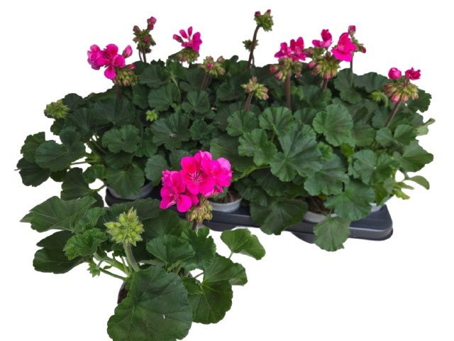 Горшечные цветы и растения оптом Pel Zon P Tan Violet от 12шт из Голландии с доставкой по России