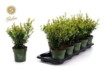 Горшечные цветы и растения оптом Ilex Crenata Jenny от 10шт из Голландии с доставкой по России