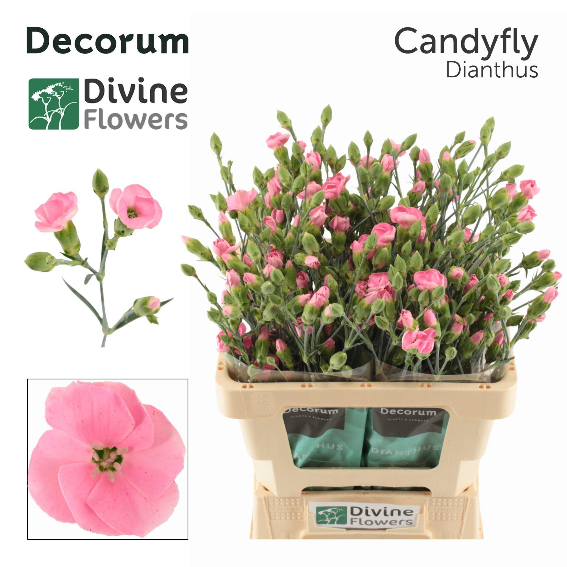 Срезанные цветы оптом Dianthus sp solandis candyfly от 60шт из Голландии с доставкой по России