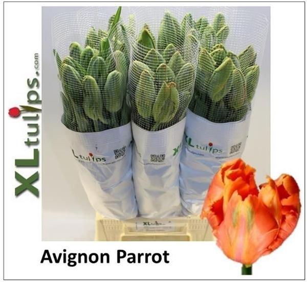Срезанные цветы оптом Tulipa pa avignon parrot от 50шт из Голландии с доставкой по России