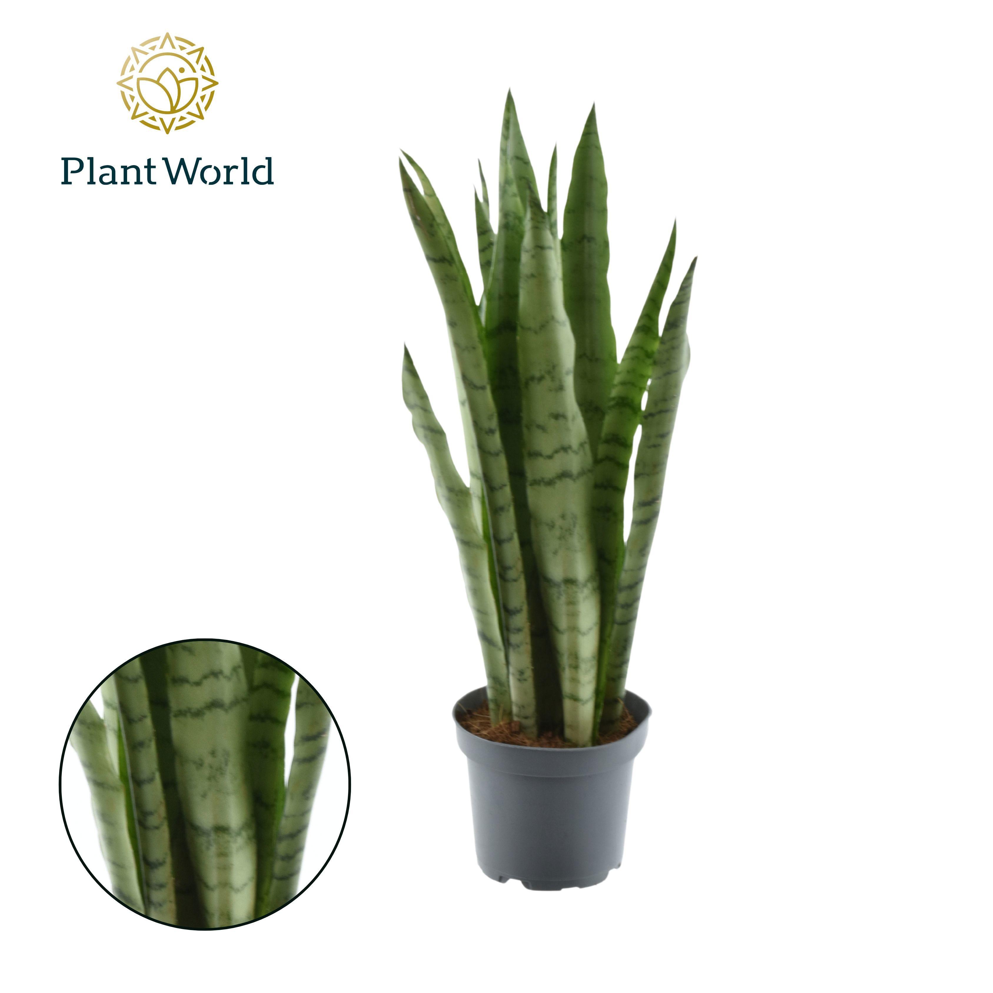 Горшечные цветы и растения оптом Sansevieria Spearmint (8+ Blad) от 6шт из Голландии с доставкой по России