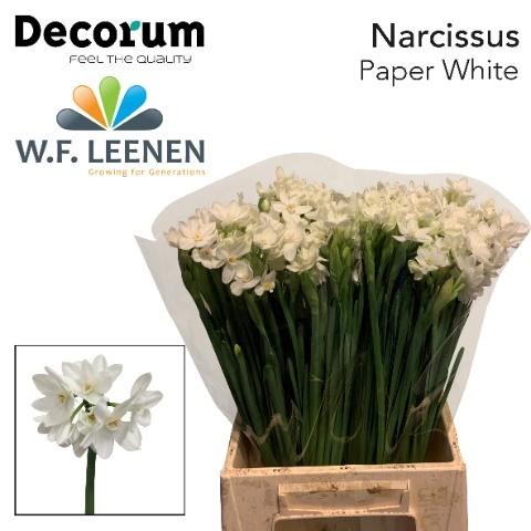 Срезанные цветы оптом Narcissus sp ziva paper white от 100шт из Голландии с доставкой по России Срезанные цветы оптом Narcissus sp ziva paper white от 100шт из Голландии с доставкой по России