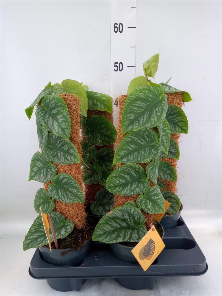 Горшечные цветы и растения оптом Monstera Dubia    ...juveniel от 4шт из Голландии с доставкой по России