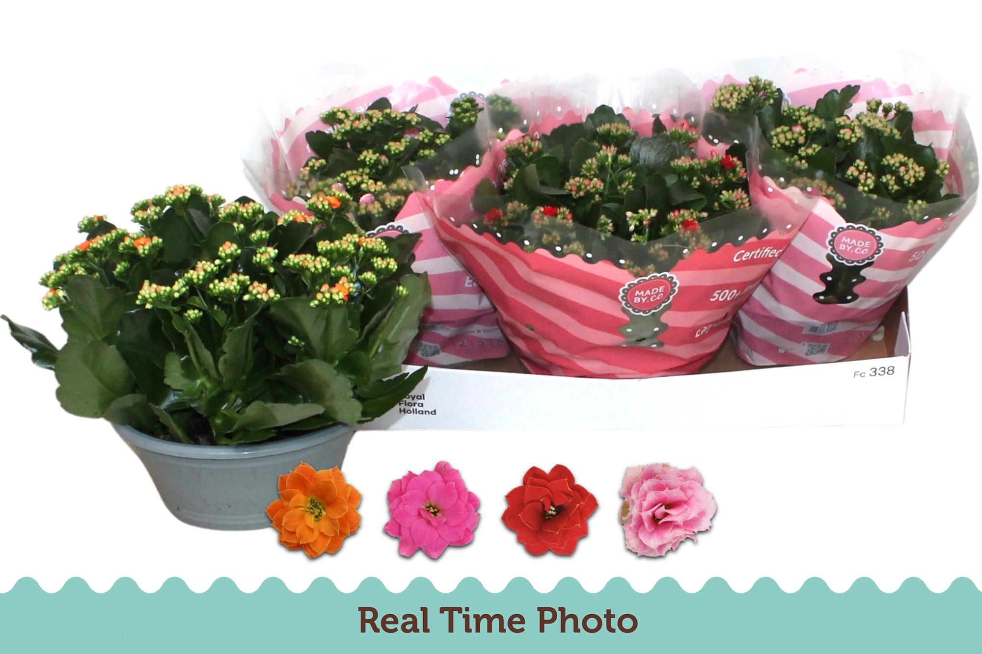 Горшечные цветы и растения оптом Kal Ge Gem 4 Kl от 3шт из Голландии с доставкой по России