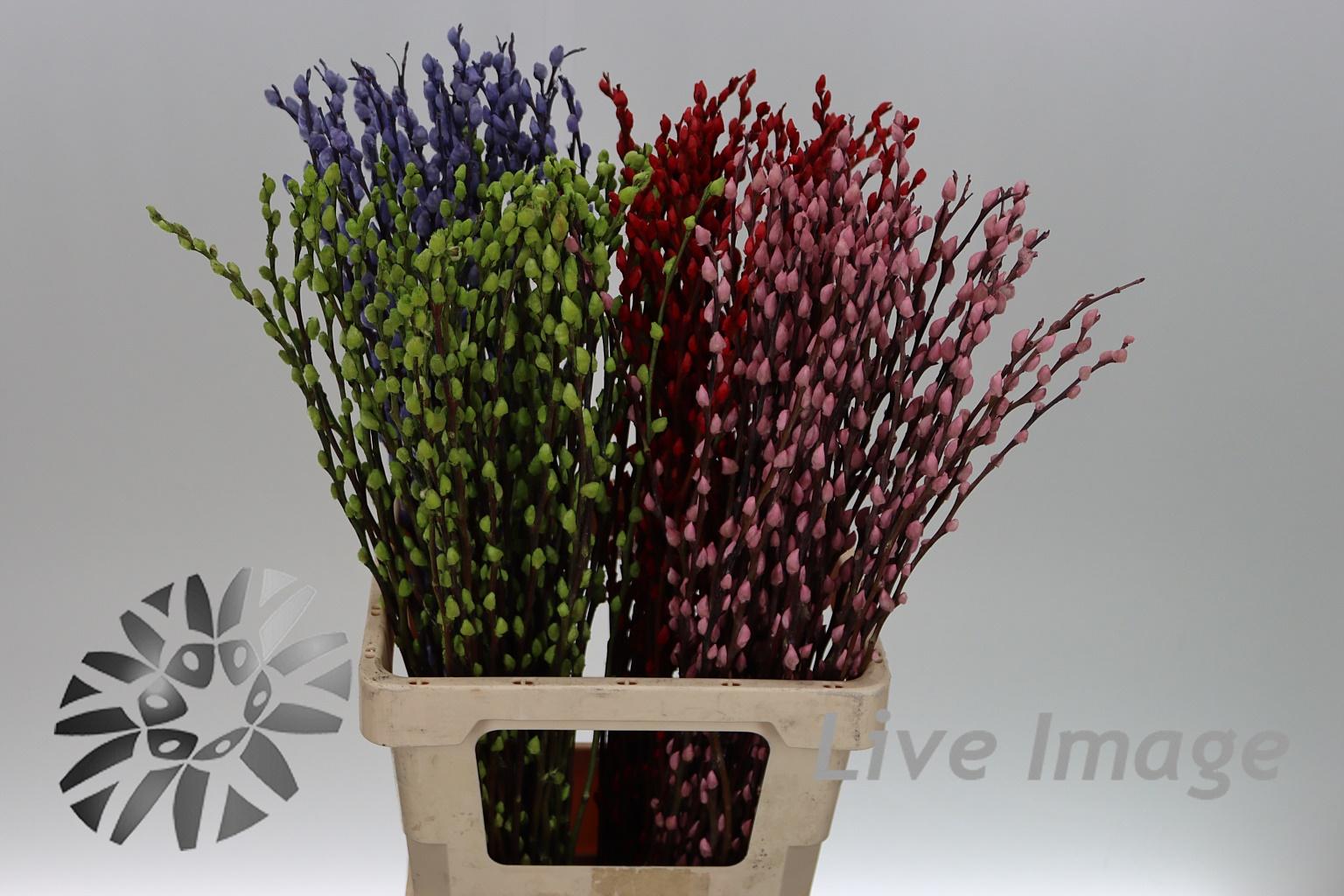 Срезанные цветы оптом Salix paint pussy willow mix от 200шт из Голландии с доставкой по России