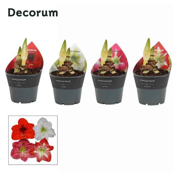 Горшечные цветы и растения оптом Hipp Mix 2pp Extra Op (decorum) от 7шт из Голландии с доставкой по России