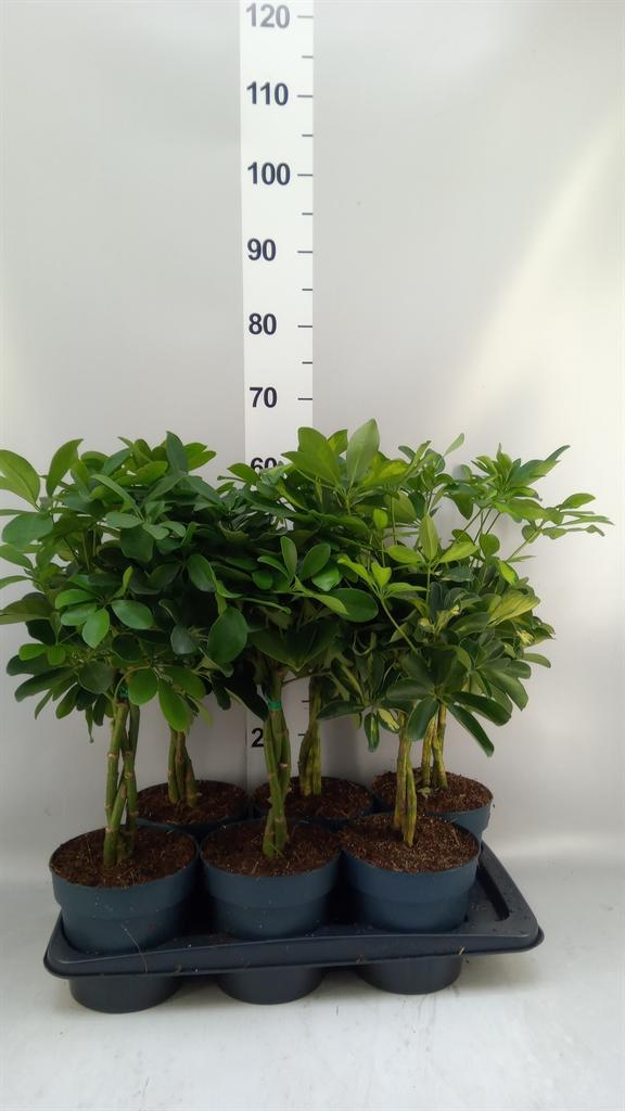 Горшечные цветы и растения оптом Schefflera Arbor. ... от 6шт из Голландии с доставкой по России