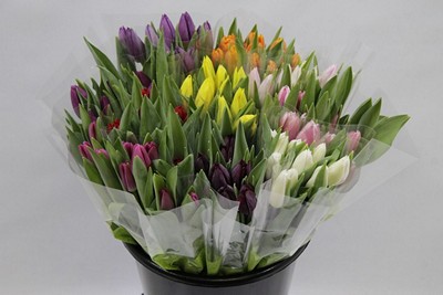 Срезанные цветы оптом Tulipa si mix 4 colours от 200шт из Голландии с доставкой по России