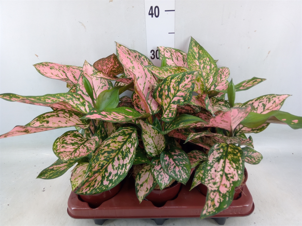 Горшечные цветы и растения оптом Aglaonema Pink от 6шт из Голландии с доставкой по России