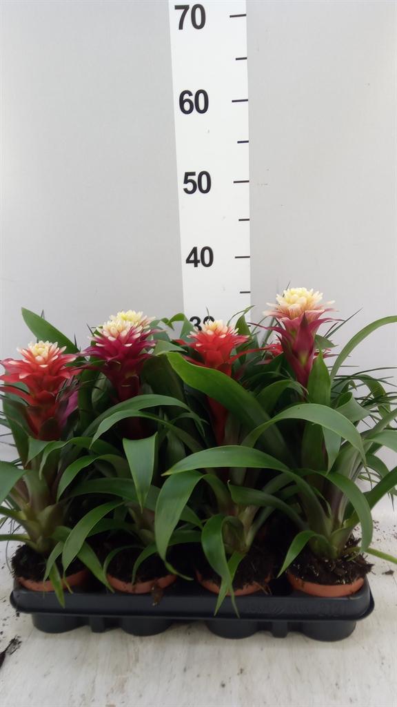 Горшечные цветы и растения оптом Bromelia ...mix от 12шт (для телеги) из Голландии с доставкой по России