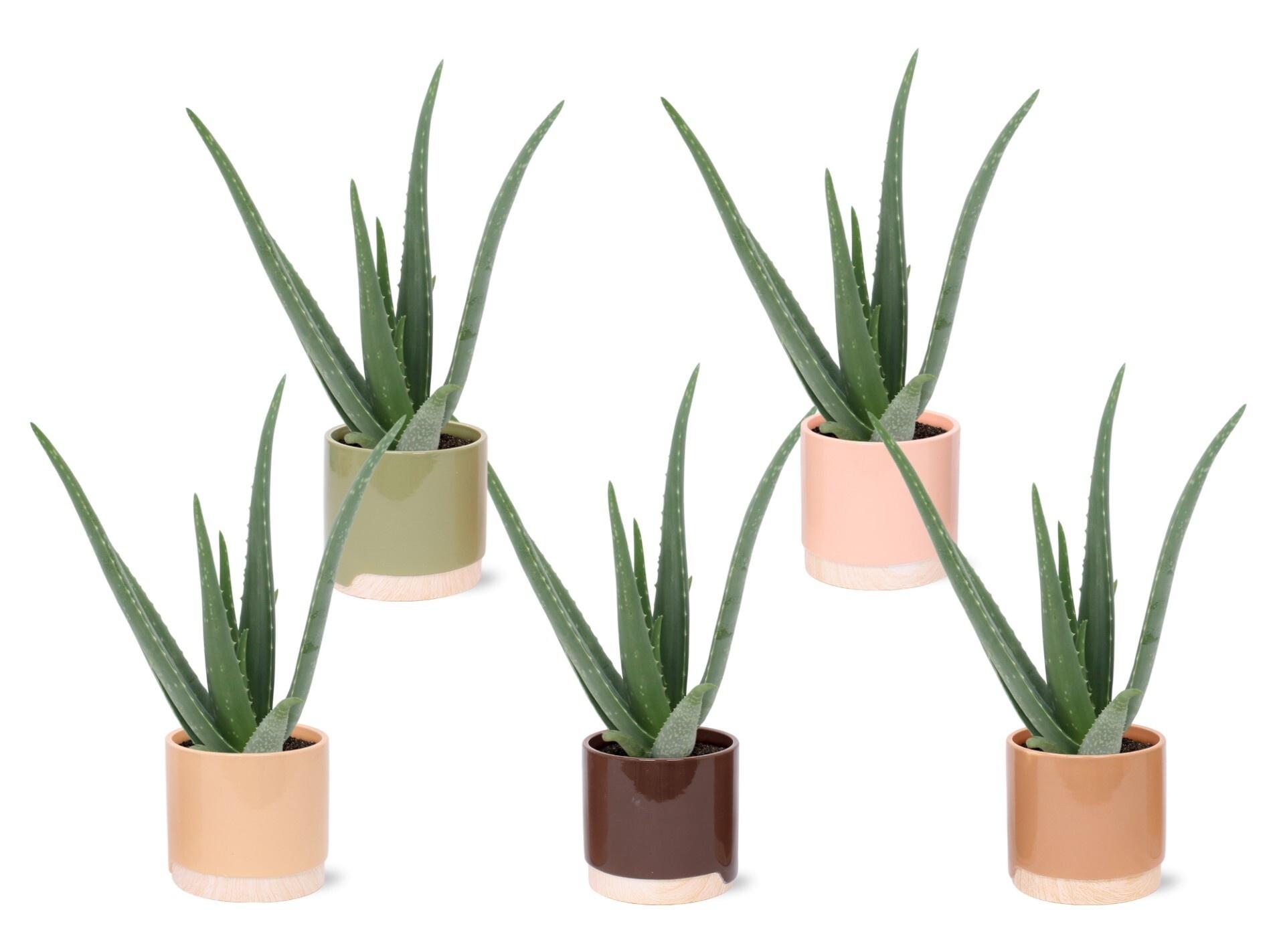 Горшечные цветы и растения оптом Aloe Vera A от 5шт из Голландии с доставкой по России