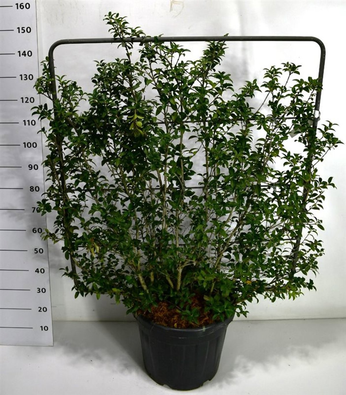 Горшечные цветы и растения оптом Osmanthus Burkwoodii On Screen от 1шт из Голландии с доставкой по России