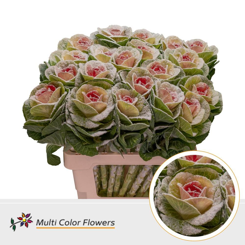 Срезанные цветы оптом Brassica paint marshmallow red от 20шт из Голландии с доставкой по России