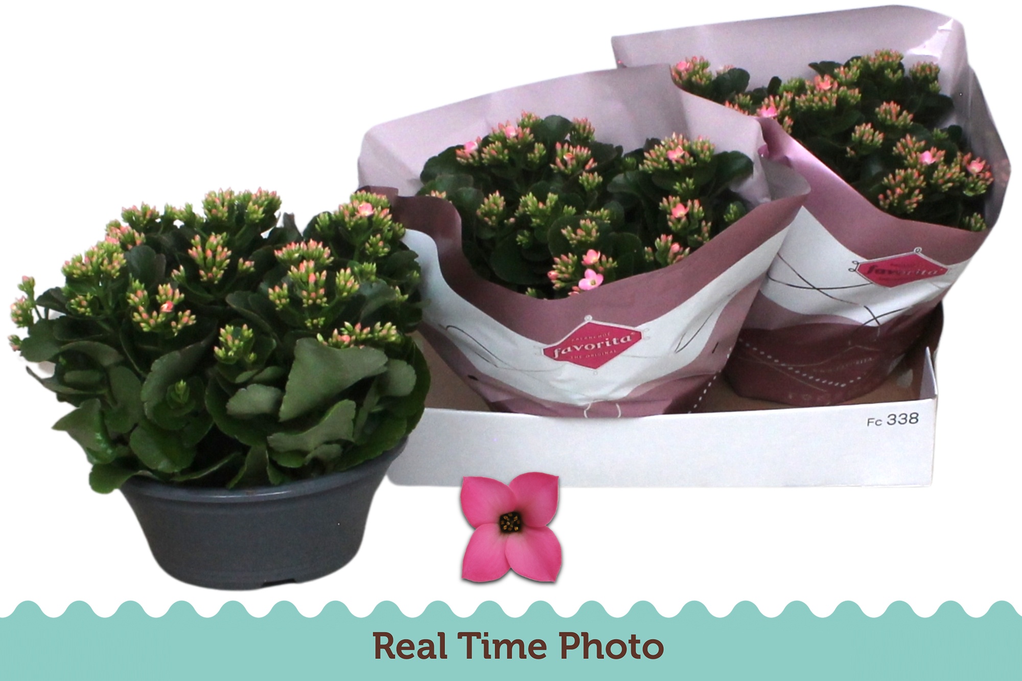 Горшечные цветы и растения оптом Kal En Bel Rosa Pink от 3шт из Голландии с доставкой по России