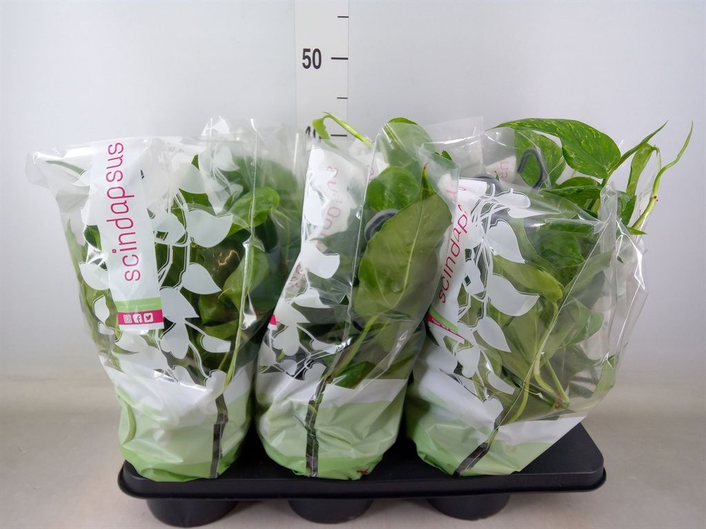 Горшечные цветы и растения оптом Epipremnum   ... от 6шт из Голландии с доставкой по России