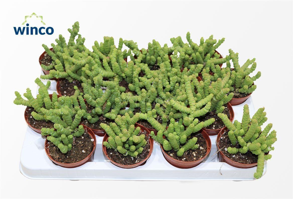 Горшечные цветы и растения оптом Crassula Marneriana Mini от 16шт (для телеги) из Голландии с доставкой по России
