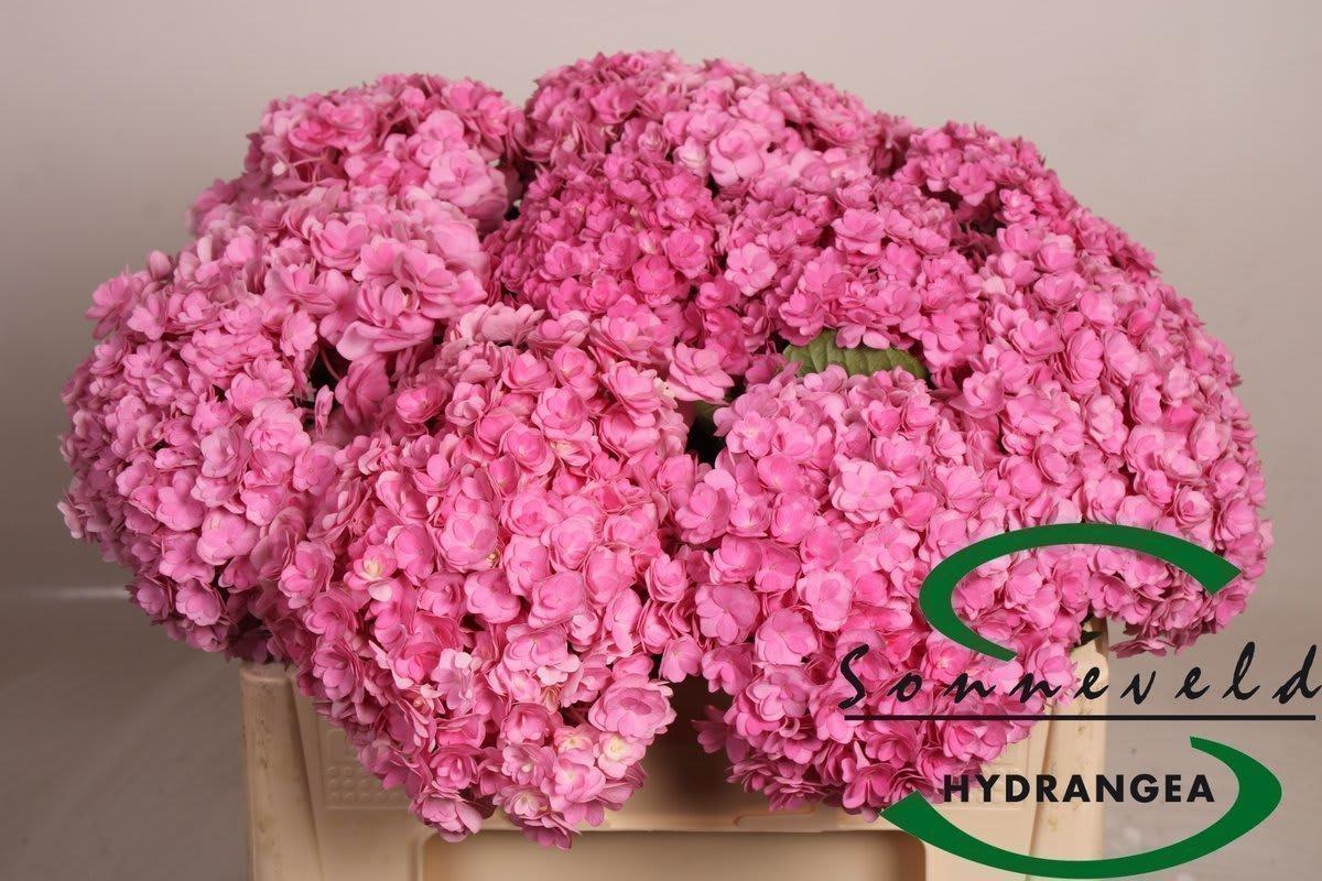 Срезанные цветы оптом Hydrangea beautensia luxor от 10шт из Голландии с доставкой по России