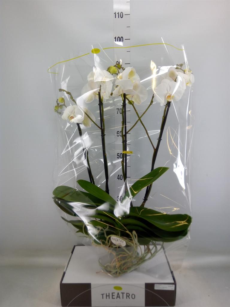 Горшечные цветы и растения оптом Phalaenopsis   ...white от 1шт из Голландии с доставкой по России
